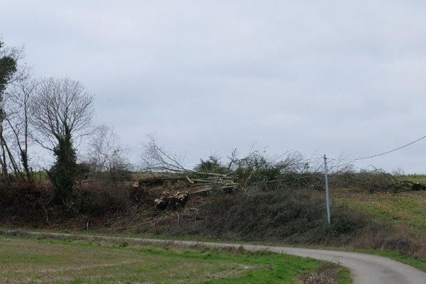 Fibre optique : en Mayenne la coupe des arbres a commencé. Un collectif s'inquiète