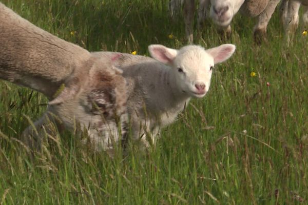 Un agneau élevé dans les prairies de la montagne ardéchoise de Saint-Joseph-des-Bancs