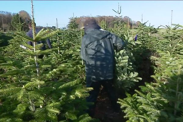 La coupe de sapins a commencé dans la ferme du Pavillon à Sacquenville 