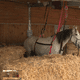 Les chevaux malades sont placés en quarantaine.