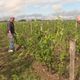 Au Château Petit Moulinet, on estime qu'une centaine d'hectares a été touché par la grêle dans la nuit de 18 au 19 juin sur l'appellation Pomerol.