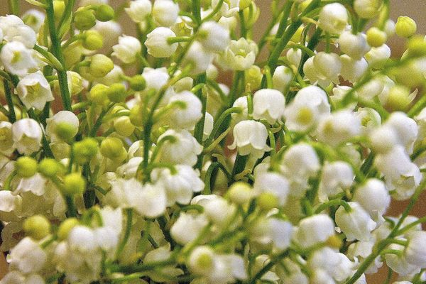 En France, le premier mai est l'occasion d'acheter un brin de muguet.
