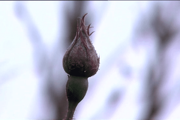 Bouton de rose en plein mois de décembre.