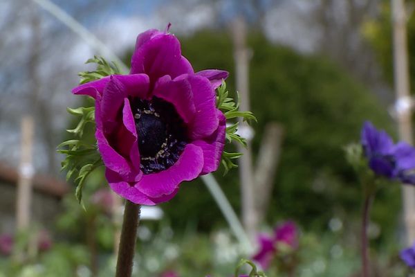 Un jardin fleuri et bio, ça ne s'improvise pas