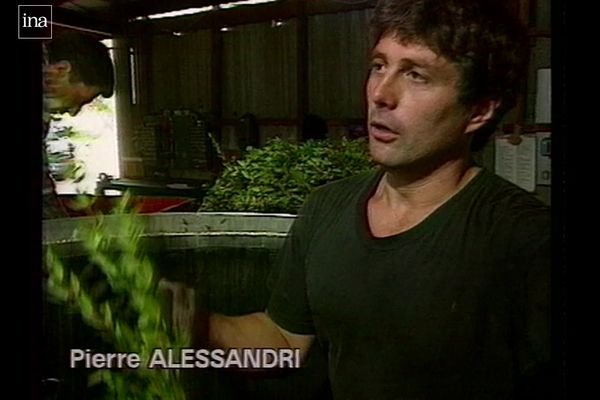 Pierre Alessandri sur son exploitation d'huiles essentielles à Cargèse en 1993