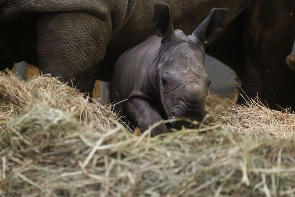 Le rhinocéros blanc est né ce lundi 25 novembre.