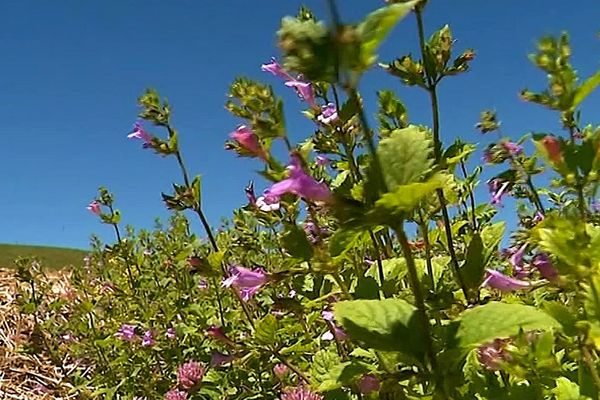 Le thé d’Aubrac est une plante sauvage qui ne pousse qu’à partir de 1 000 m d'altitude.