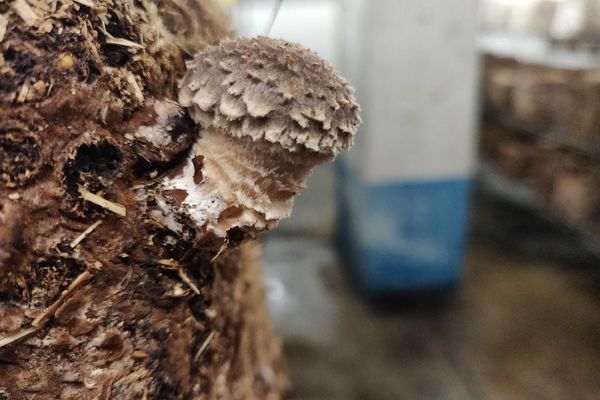 Harvesting shiitake.