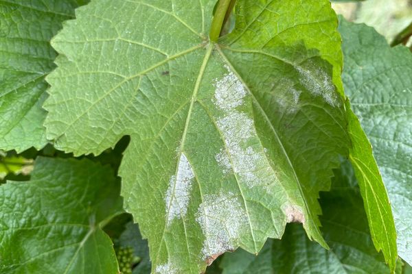 Les taches blanches à l'arrière des feuilles de vigne sont caractéristiques du champignon.