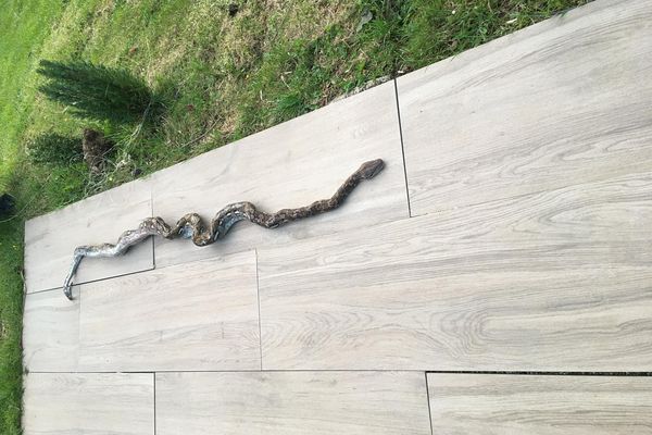Le grand serpent aperçu par des cyclistes a été retrouvé mort.