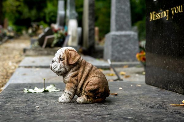 Plusieurs cimetières pour animaux existent déjà en France, comme celui d'Asnières-sur-Seine, dans les Hauts-de-Seine.