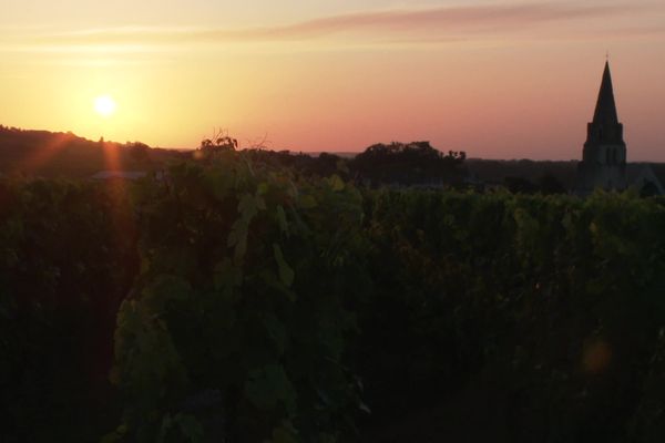 Des balades œnologiques sur le vignoble de Parnay, dans le Saumurois.