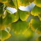 La feuille de ginkgo évoque un peu le papillon ou un éventail.