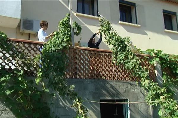 Récolte de houblon chez des particuliers à Marseille