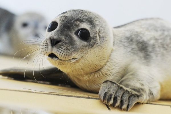 Le phoque sème la zizanie sur la côte