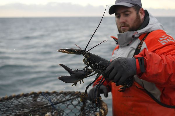 Un pêcheur au large de Paimpol, dans les Côtes-d'Armor