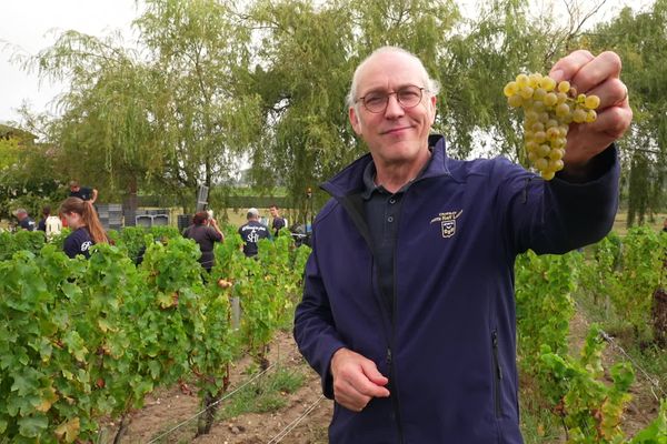 Fabrice Teitgen, dans les vignes du Château Smith Haut Lafitte, au moment des vendandes 2024.