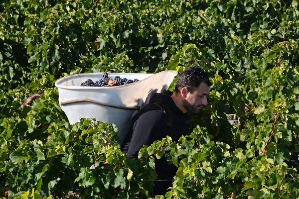 Un vendangeur récolte des grappes de merlot au Chateau Marquis de Terme in Margaux-Cantenac, près de Bordeaux, le 23 septembre 2017. 
