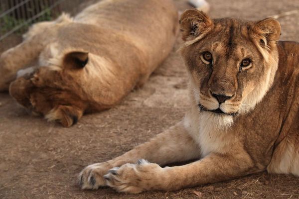 Deux lionnes sauvées d'un cirque par l'association Wild Animal Sanctuary aux Etats-Unis