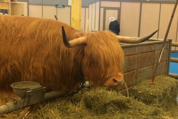 Vache écossaise "Highland Cattle", élevage du Plateau du Lizon (Jura)