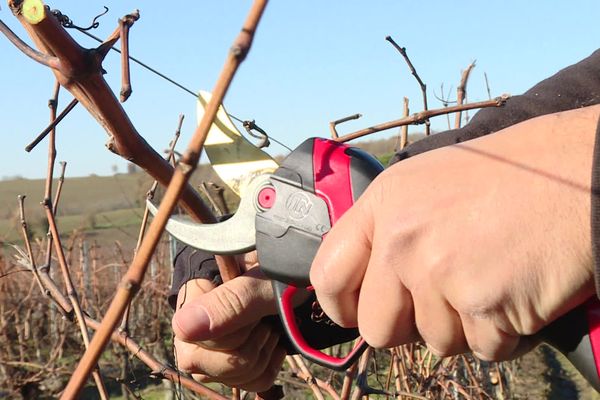 En 1984, un jeune tarnais a inventé le premier sécateur électrique.