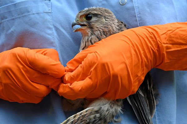 Soigner les oiseaux, la faune sauvage et lutter contre le déclin de la biodiversité  : tels sont les principaux objectifs de la ligue pour la protection des oiseaux (LPO).