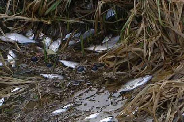 Cadavres de poissons dans le canal du Rhône au Rhin