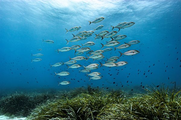 C'est pour protéger ces herbiers de posidonies que l'appli "DONIA" a été créée par Andromède Océanologie 