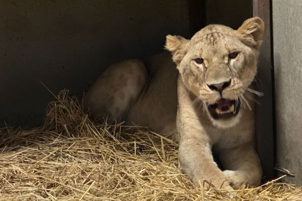 Lira lors de son premier jour à Pairi Daiza.