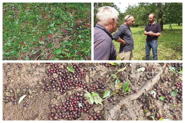 Les orages de grêle du 26 juin 2022 ont touché la production de cerises en Haute-Saône.