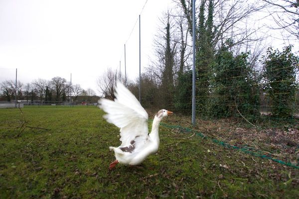 Les oies ont envahi le terrain. 