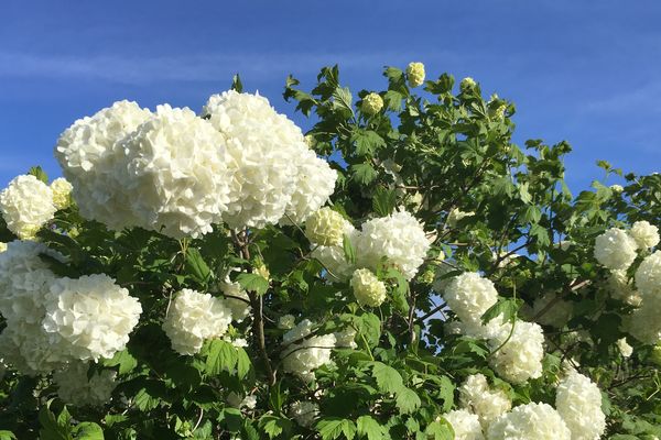 Des fleurs saisonnières, qui voyagent mal... Les horticulteurs de l'Ouest se sont recentrés sur les productions locales pour affronter la concurrence venue de l'étranger.