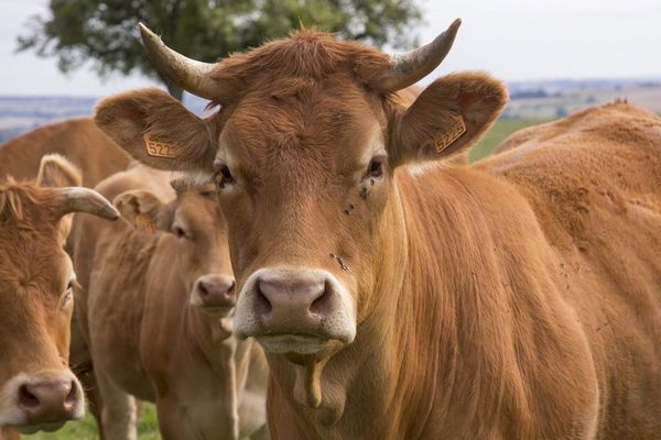 90% des cas de tuberculose bovine viendraient de Nouvelle-Aquitaine.