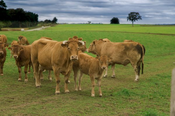 Pour le Salon de l'Agriculture de Paris 2025, c'est la vache limousine qui sera à l'affiche.