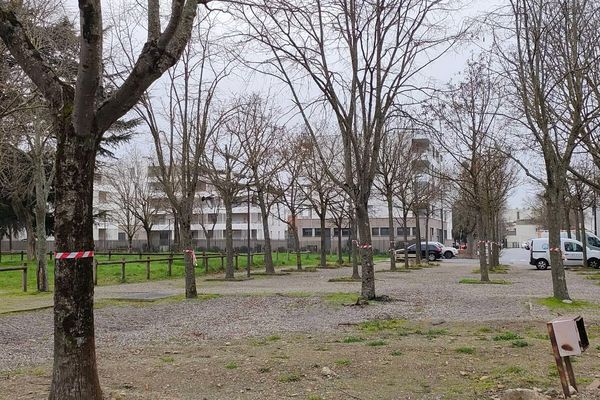 Les arbres condamnés étaient entourés de rubalise.