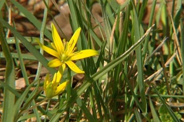 C'est la période de floraison de la gagée des près