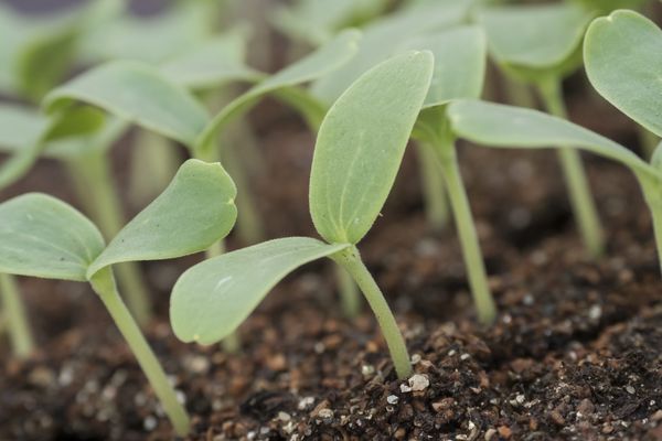 "Le jardin, c’est le reflet de ce qu’on a à l’intérieur du cœur"