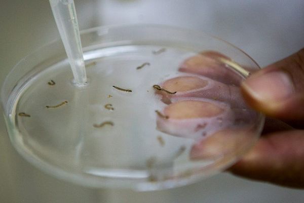 Etude en laboratoire de larves de moustiques. Octobre 2014