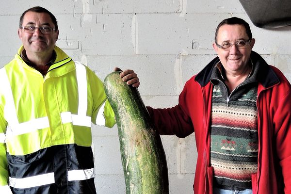 Jacky et Gilles Fradin ont sorti cette courgette monumentale de leur jardin du Mayet-de-Montagne, dans le sud de l'Allier.