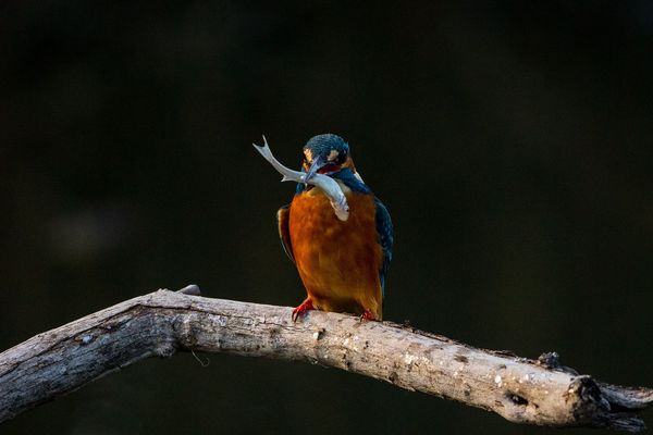 De nouvelles aventures animalières sont à découvrir au Festival du Film Animalier d'Albert 