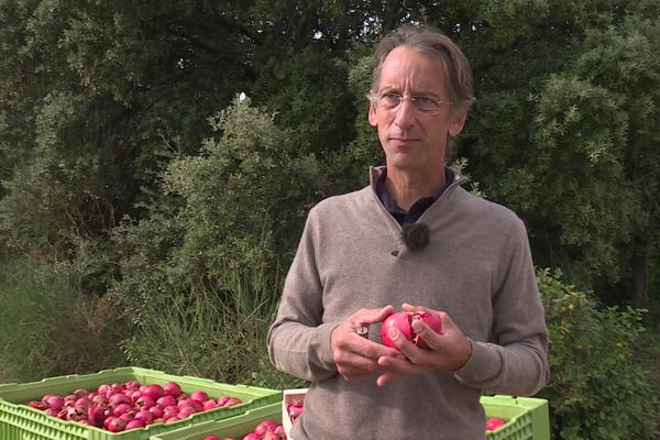 Alexandre Bameule, membre fondateur du Syndicat France Grenade, se bat pour imposer le fruit sur le marché français face aux importations.