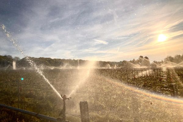 A Orbais-l'Abbaye dans la Marne, les vignerons ont arrosé les vignes au lever du jour pour éviter les dégâts du gel.