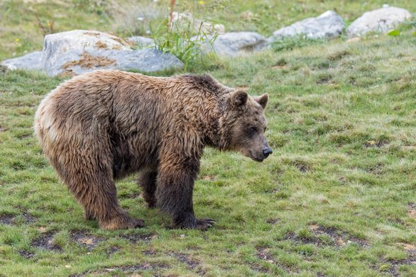 Néré est le doyen des 70 ours répertoriés en 2021 dans les Pyrénées (illustration).