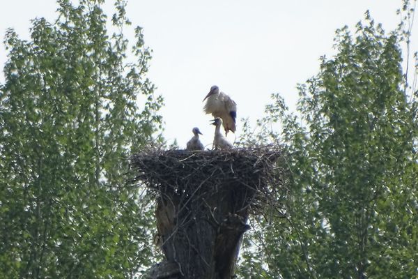 Deux cigogneaux sont observés depuis début juin 2024 au sein du Parc de la Forêt d'Orient.