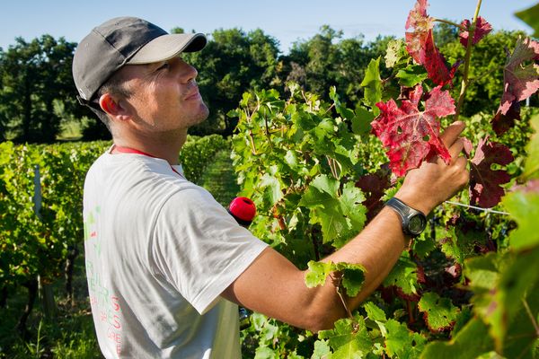 Le Gdon des Bordeaux (Groupement de Défense contre les Organismes Nuisibles) lutte contre la flavescence dorée