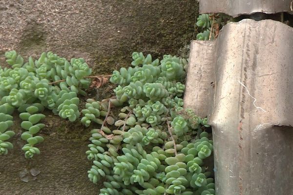 L'orpin à petites feuilles s'est épanouie en toute liberté du toit jusqu'au sol, le long de cette gouttière.
