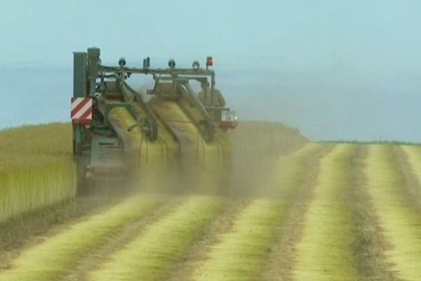 La récolte du lin en Picardie maritime