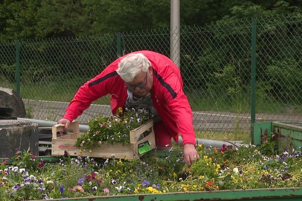 Depuis 2019 et à chaque renouvellement du fleurissement, la commune offre les fleurs extraites des bacs et des parterres aux Saint-Gervolains qui souhaitent les adopter.