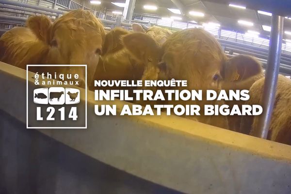 La nouvelle enquête choc dans un abattoir français en Saône-et-Loire a été publiée aujourd'hui par le site web de L.214.