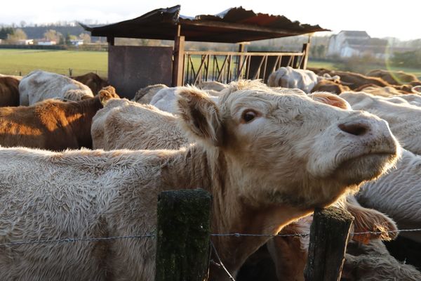 Vous avez dit vegan?